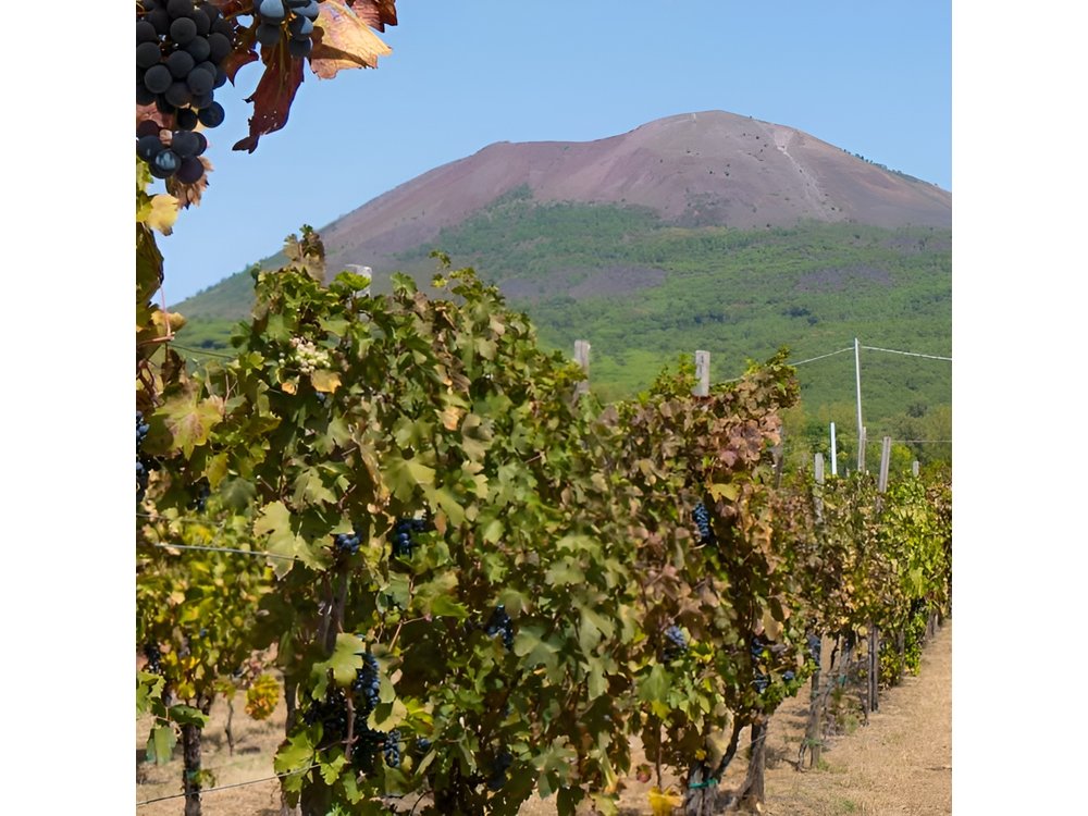 Vesuvius & Vineyard select from Sorrento