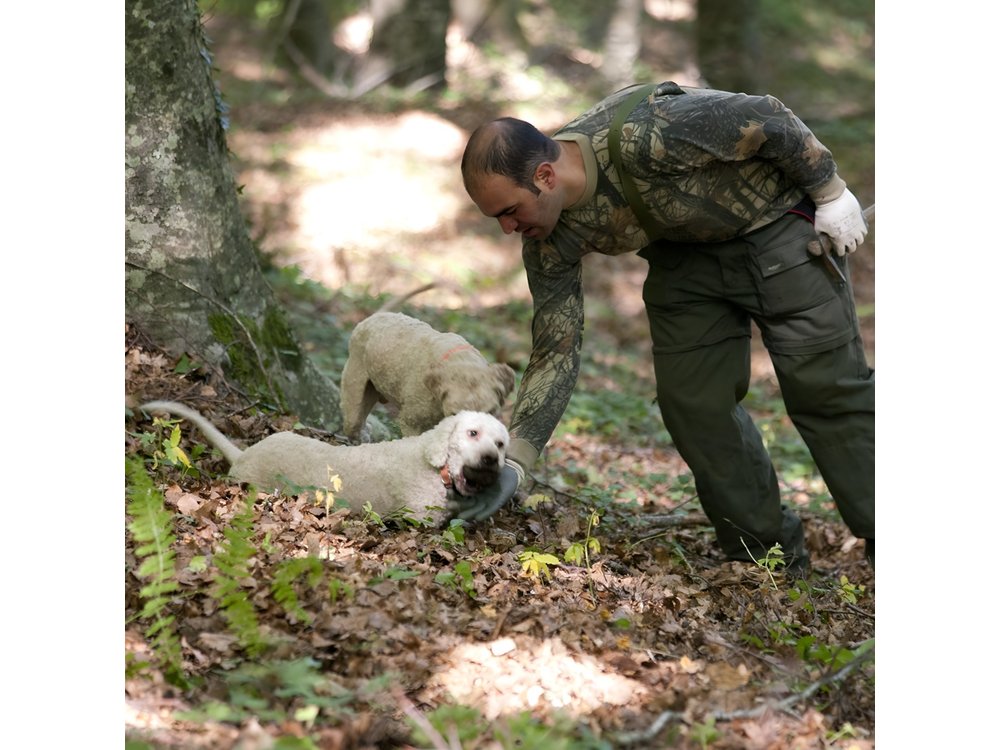 Private Tour: Truffle-Hunting Experience from Naples with Lunch