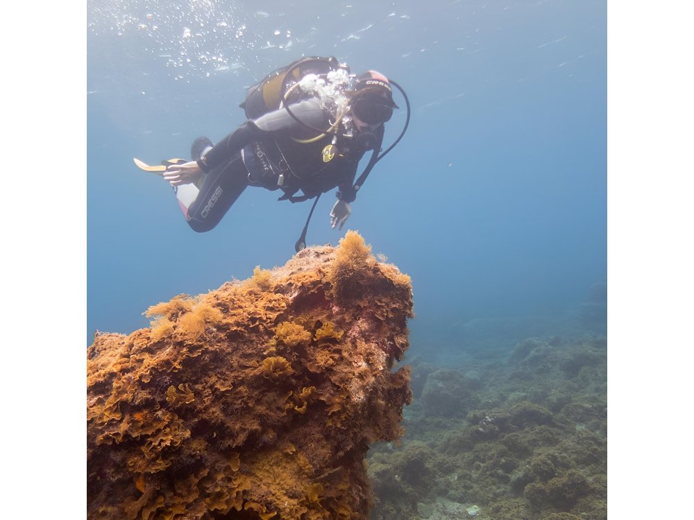 Dive Baptism 1 Dive In Tenerife 3,5h