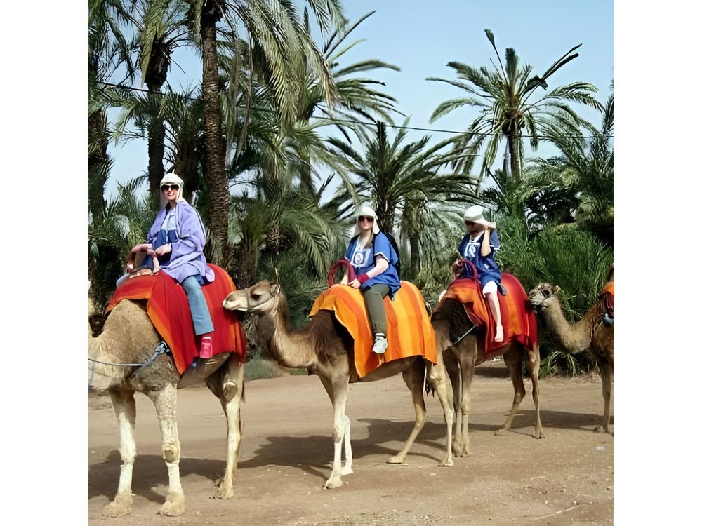 Marrakech Half-Day Camel Ride in Palm Grove