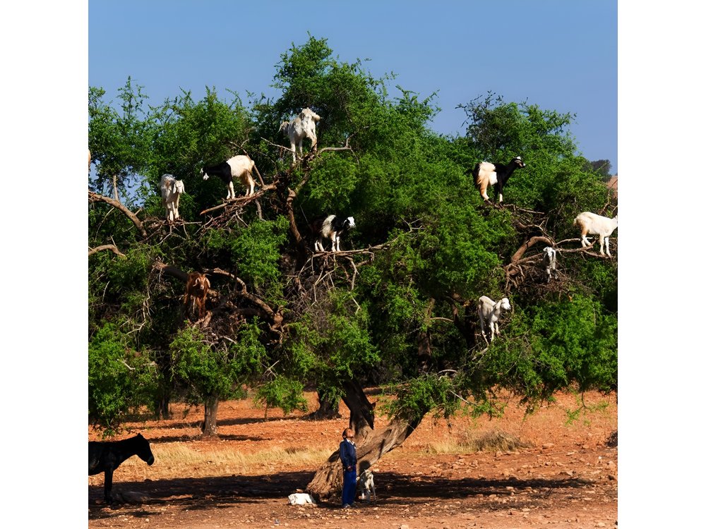 Private Day Trip to Essaouira and Argan Forest from Marrakech