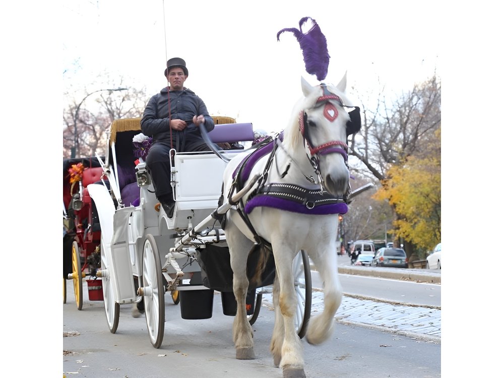 Horse Carriage Tour in New York City's Central Park Small Loop