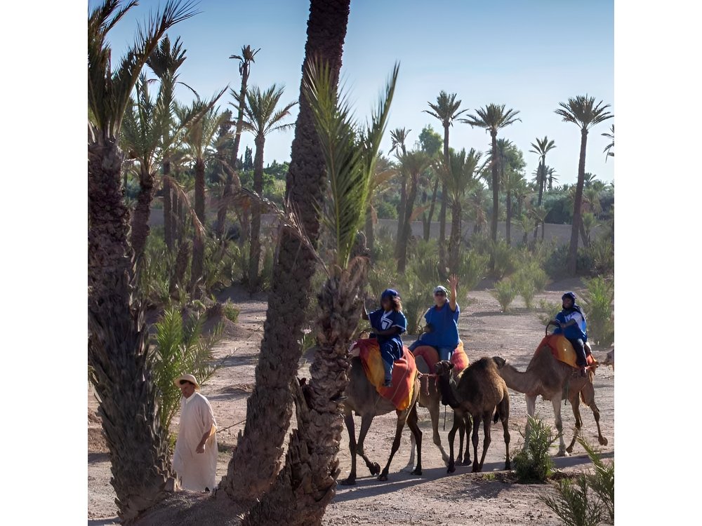 Camel Ride in the Palmeraie of Marrakech