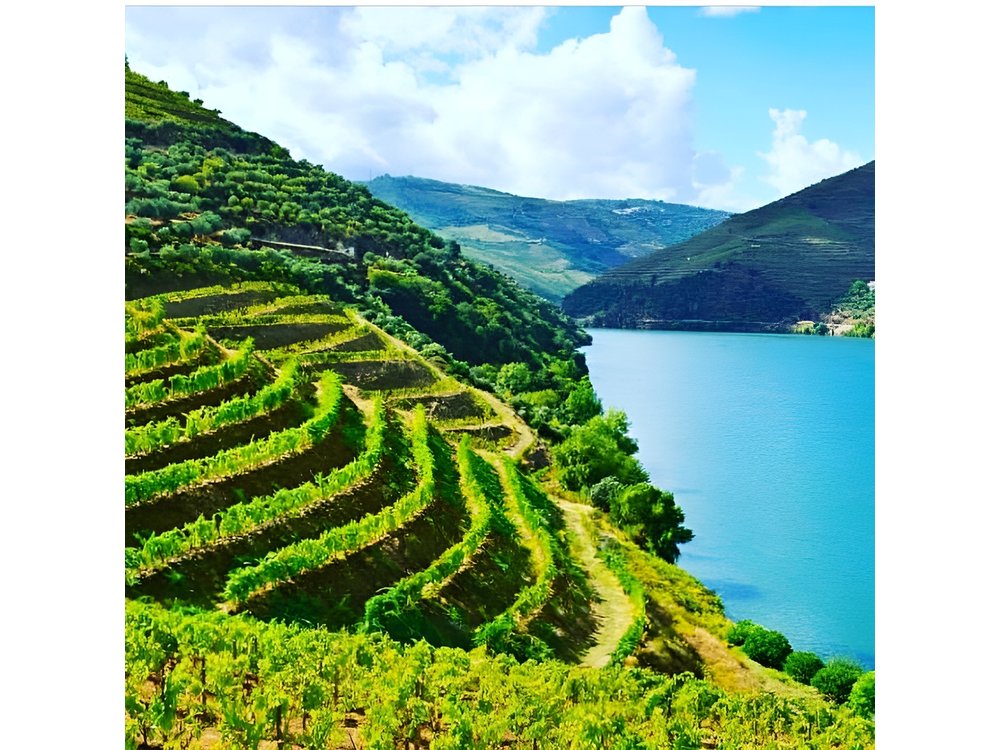 Private Douro Valley Food and Wine Tour From Porto
