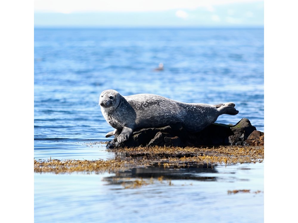 From Reykjavik: Snaefellsness Peninsula small group day tour