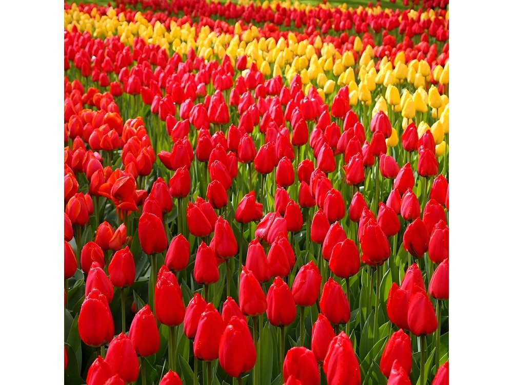 Private Day Trip from Amsterdam to Keukenhof with Entrance Tickets
