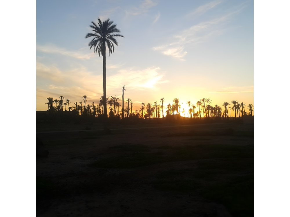 Sunset Camel Ride Marrakech with Transfers