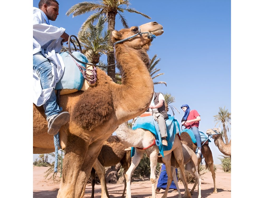 camel ride on the palm grove marrakech