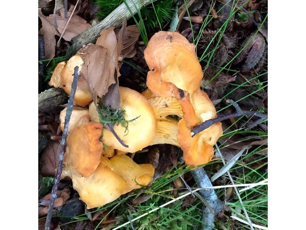 Mushroom hunting in Provence
