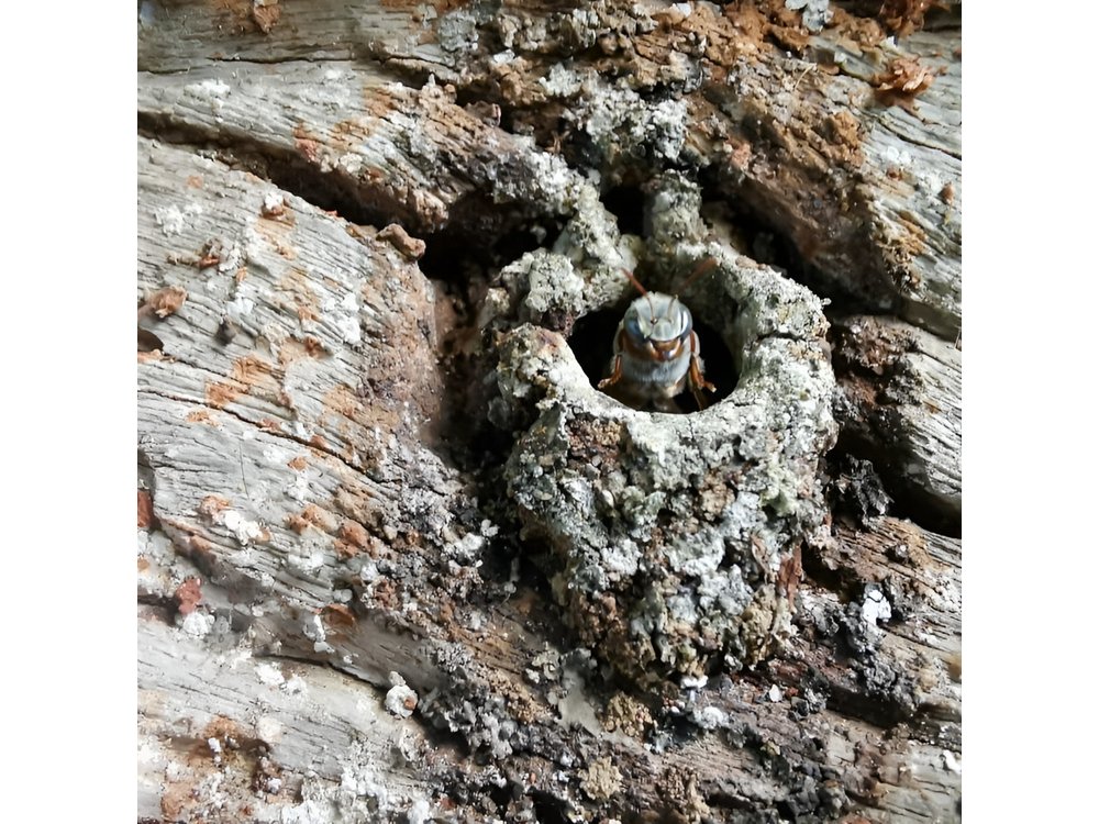 Valladolid Mayan Bees Tour with Lunch or breakfast and Honey Tasting