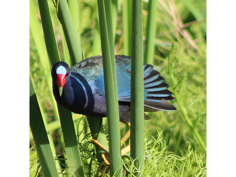 Birding Pipeline Road from Panama City or Gamboa