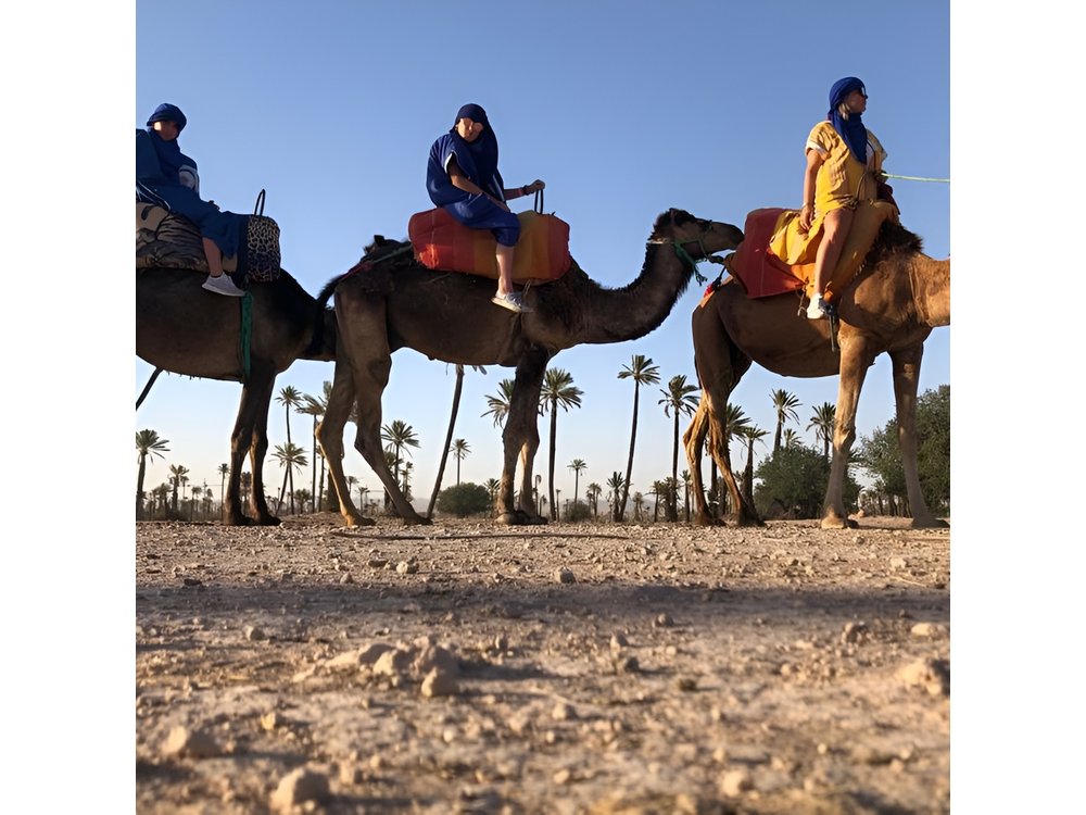 Sunset Camel Ride in the Palm Groves of Marrakech