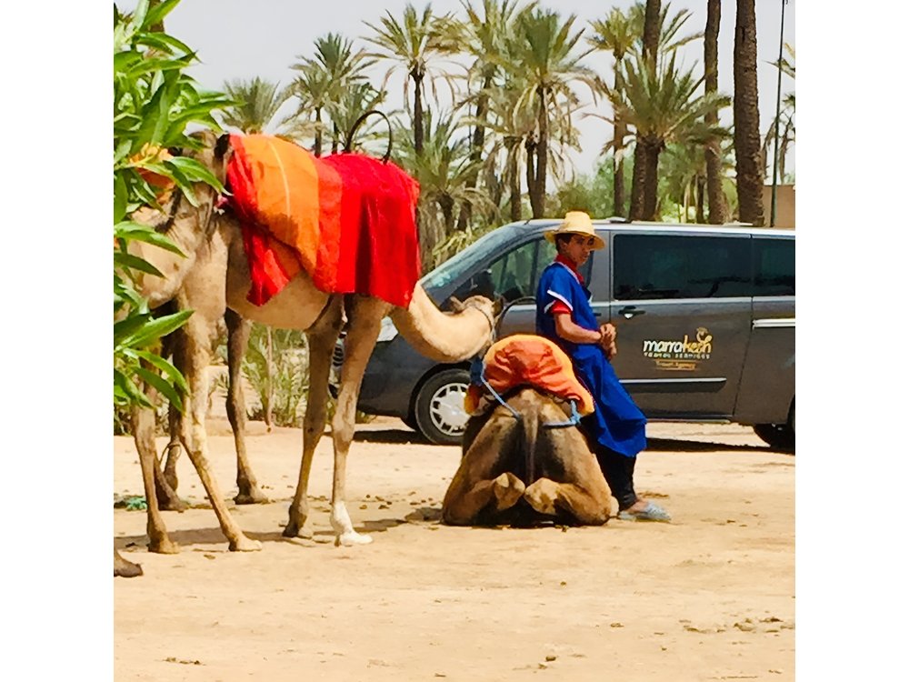 Camel Ride & Quad Biking Half Day in Marrakech
