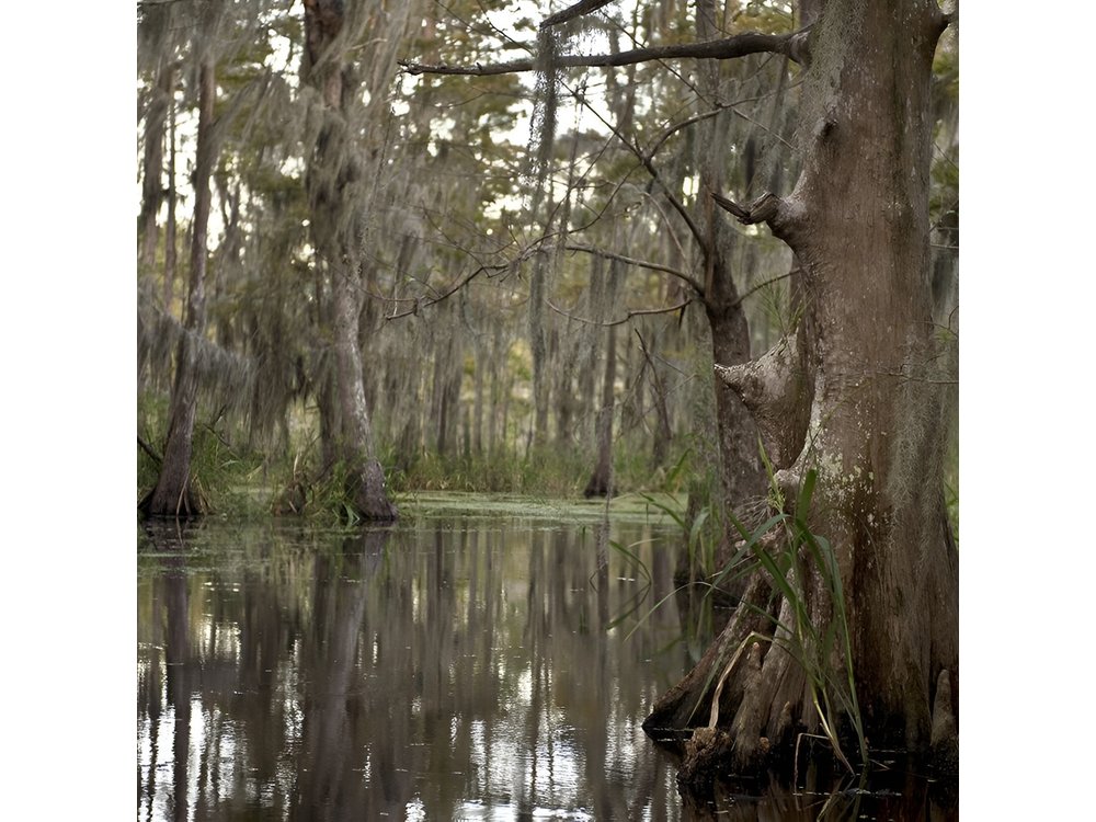 New Orleans Swamp Tour Boat Adventure