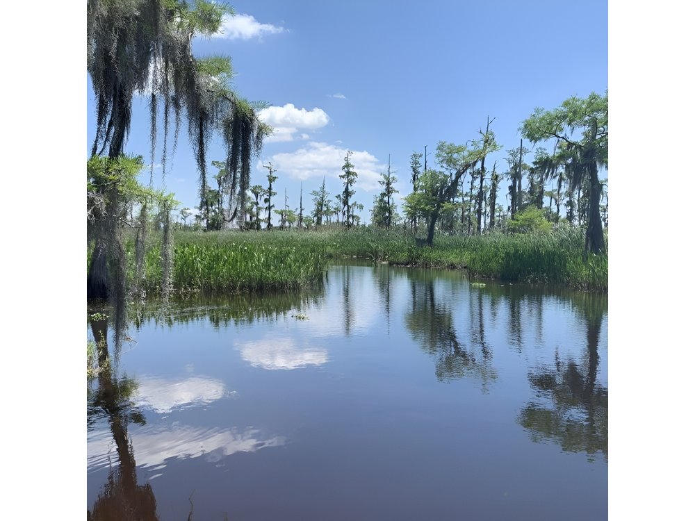 New Orleans Small-Group Airboat Swamp Tour