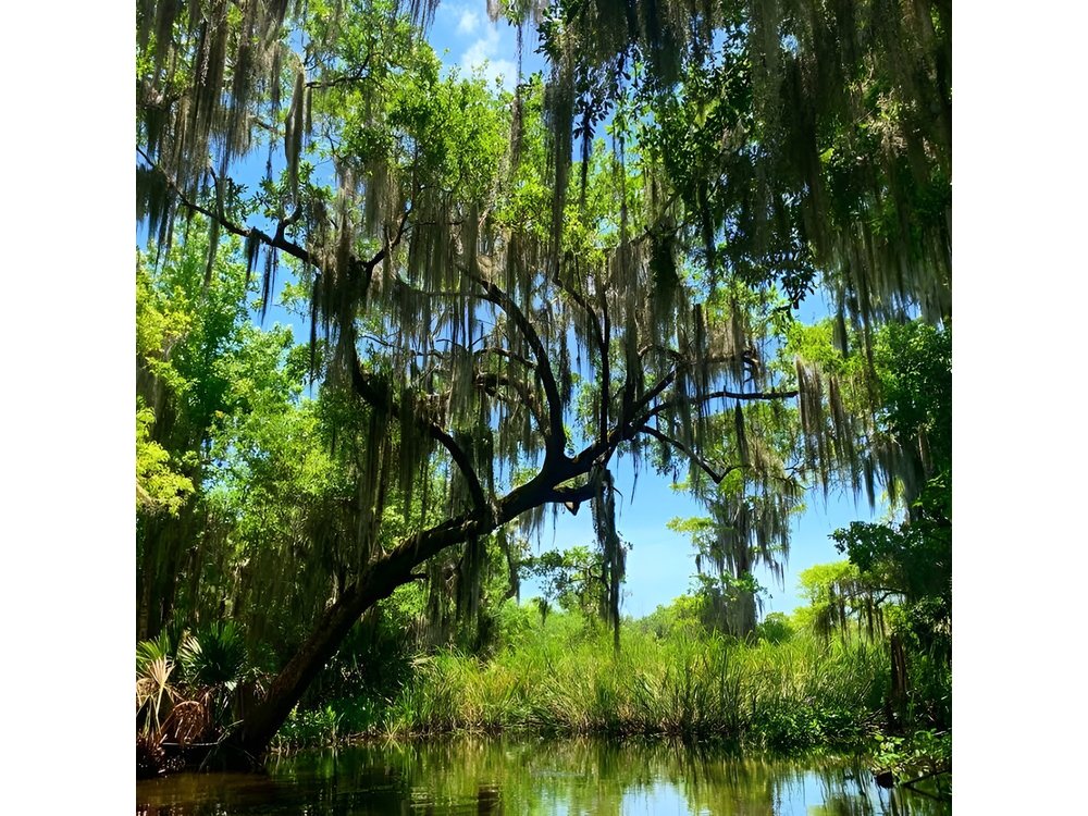 Large Airboat Swamp Tour with Transportation from New Orleans
