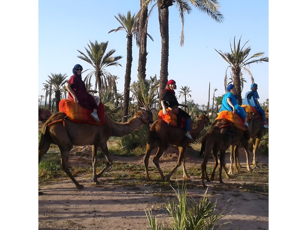 Camel ride at sunset in Marrakech palm grove