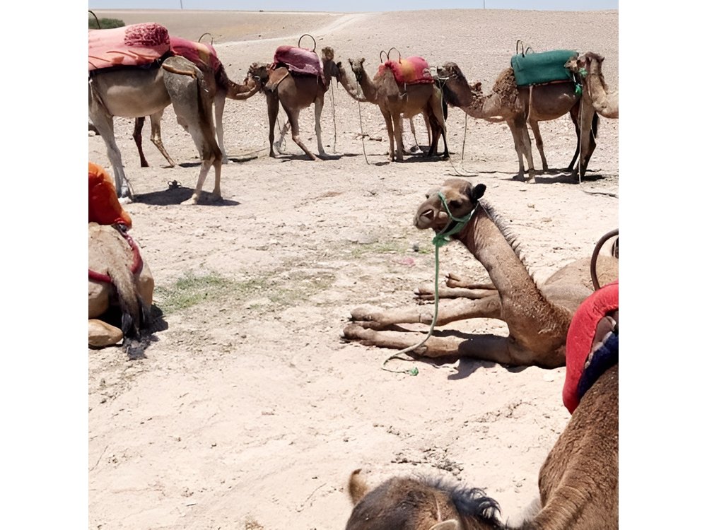 Sunset camel ride Agafay desert Marrakech