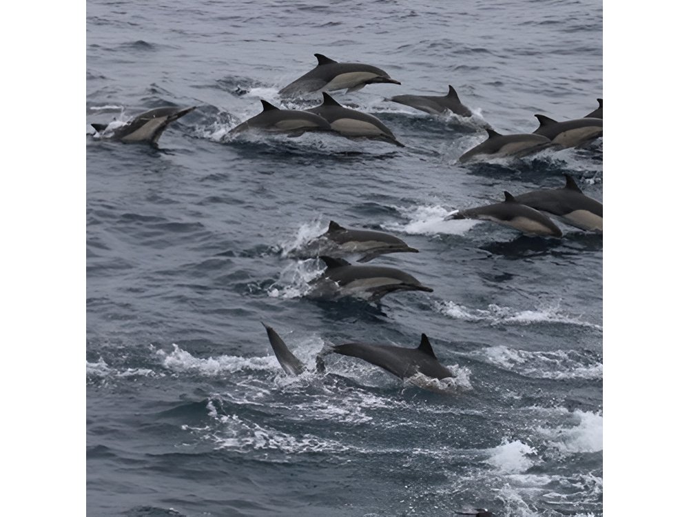 City Cruises San Diego: Whale and Dolphin Watching Adventure