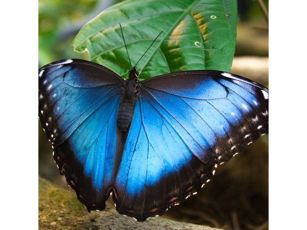 From San José: Monteverde Cloud Forest & Local Farm Experience