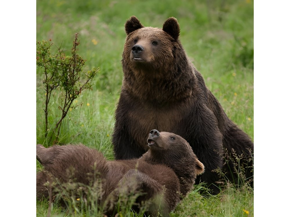 Bear Sanctuary & Rasnov Fortress - Private day tour from Bucharest
