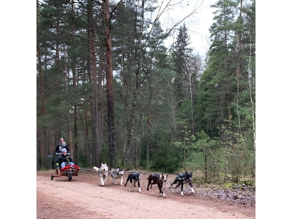 Ultimate Husky dog sledding experience in Latvia - Private tour from Riga