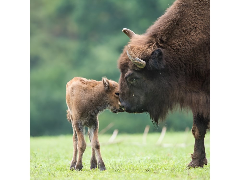 Bialowieza National Park Small Group Tour from Warsaw with Lunch included