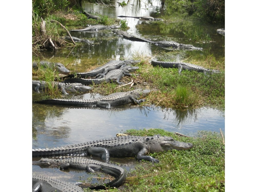 Private 4-hour Tour of Everglades from Miami Dade