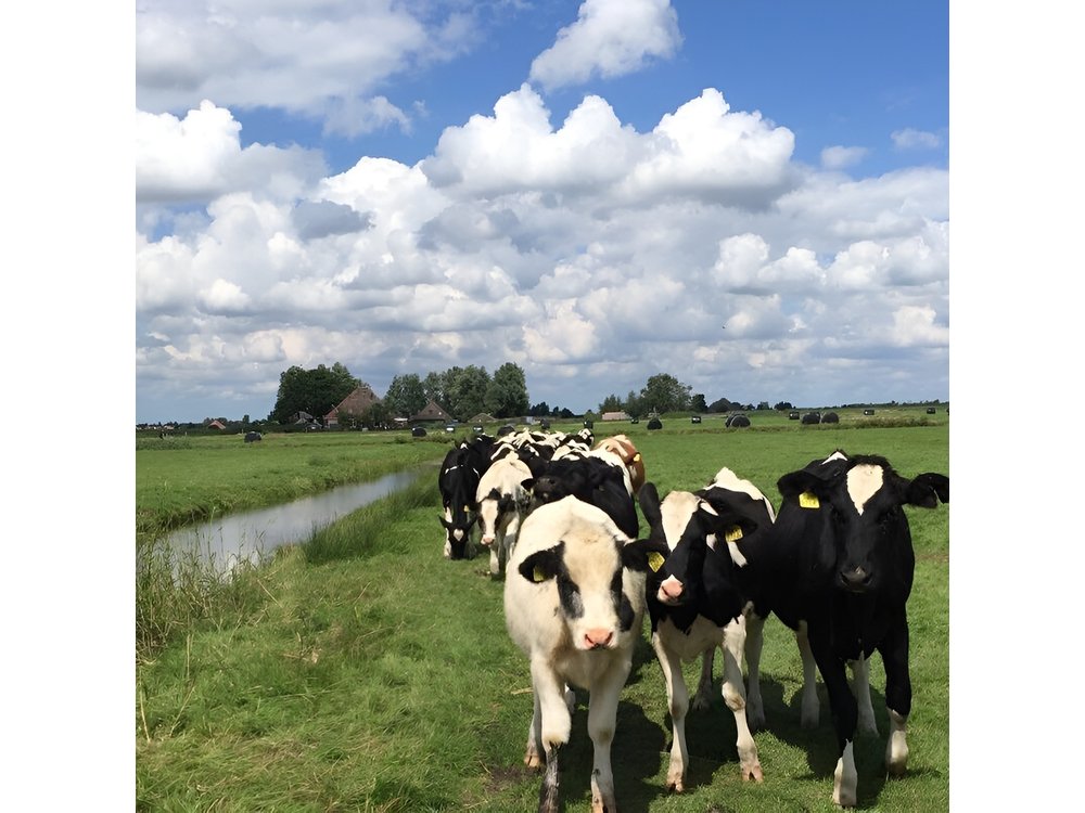 Amsterdam's Countryside Half-Day Bike Tour in Small Group