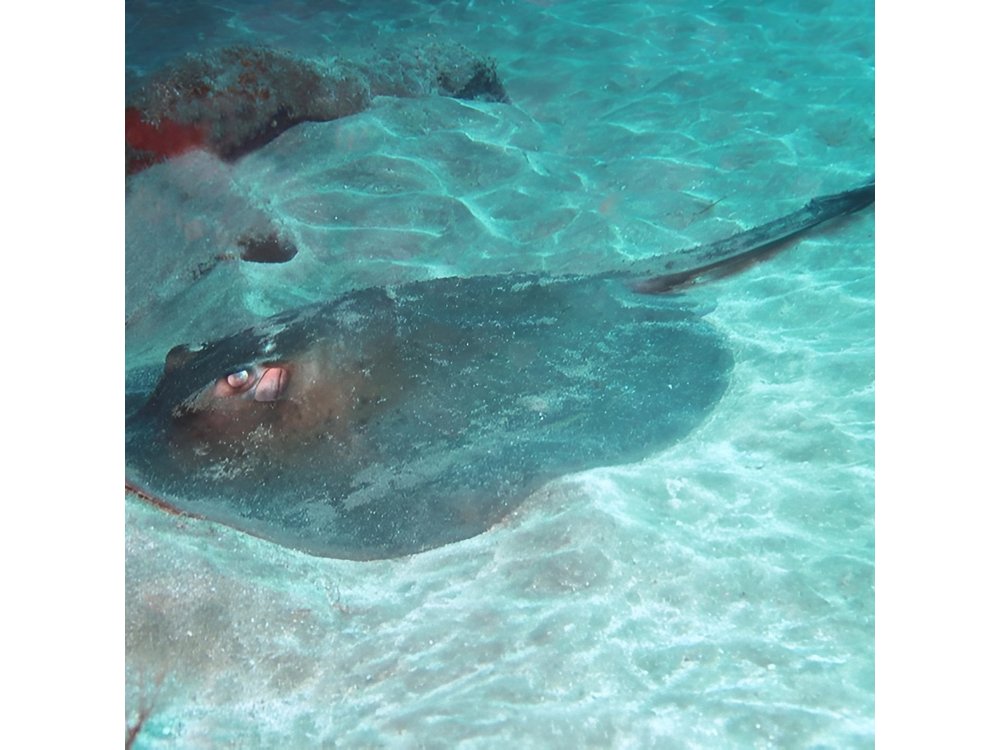 2 Dive Package for Qualified Divers in Gran Canaria