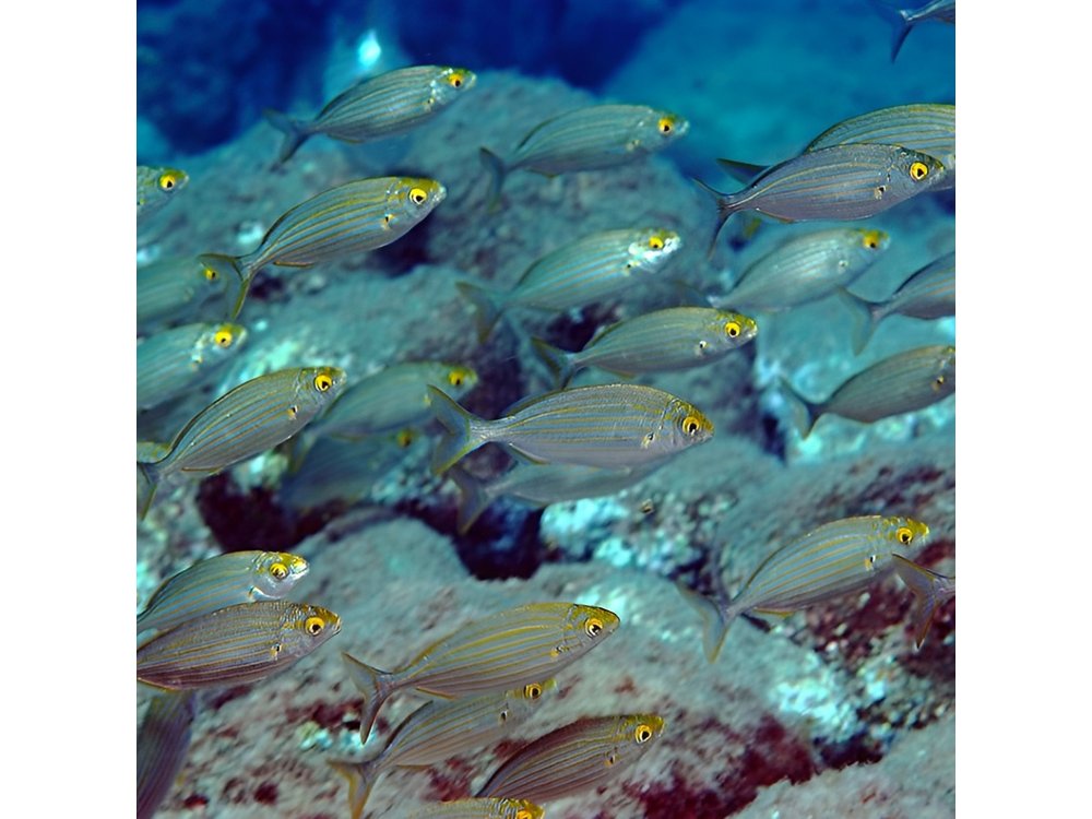 Diving for certified divers with PADI 5* Diving Resort - Taormina