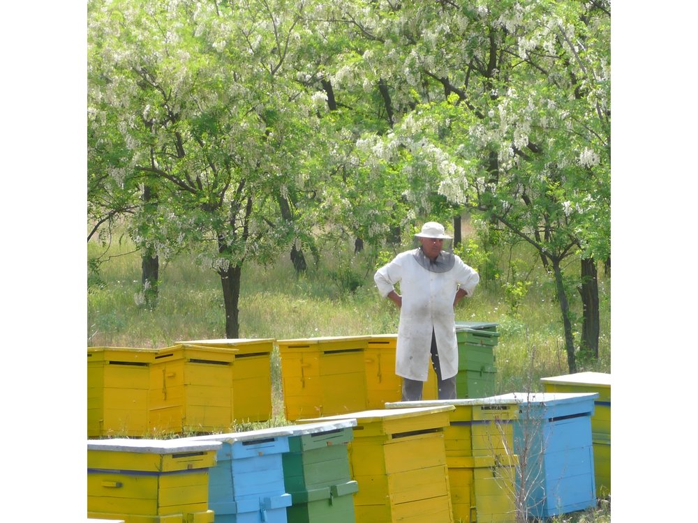 Bees Adventure in Romania - Private Day Trip from Bucharest