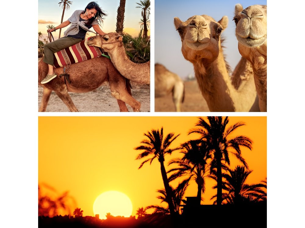 Marrakech Palmeraie: Camel Ride at Sunset