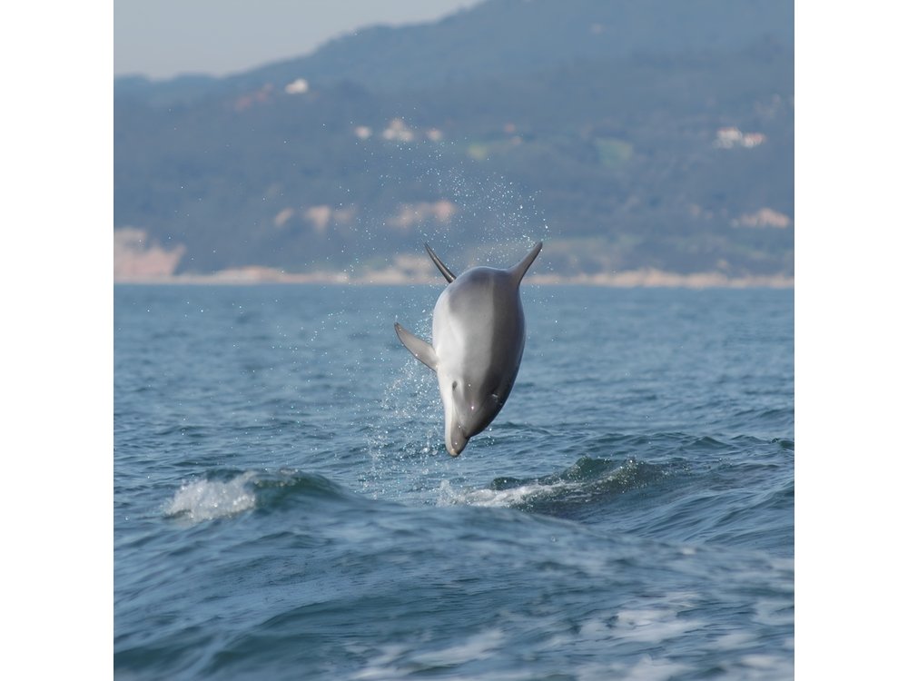 Become a dolphin protector! Lisbon Eco-dolphin watching