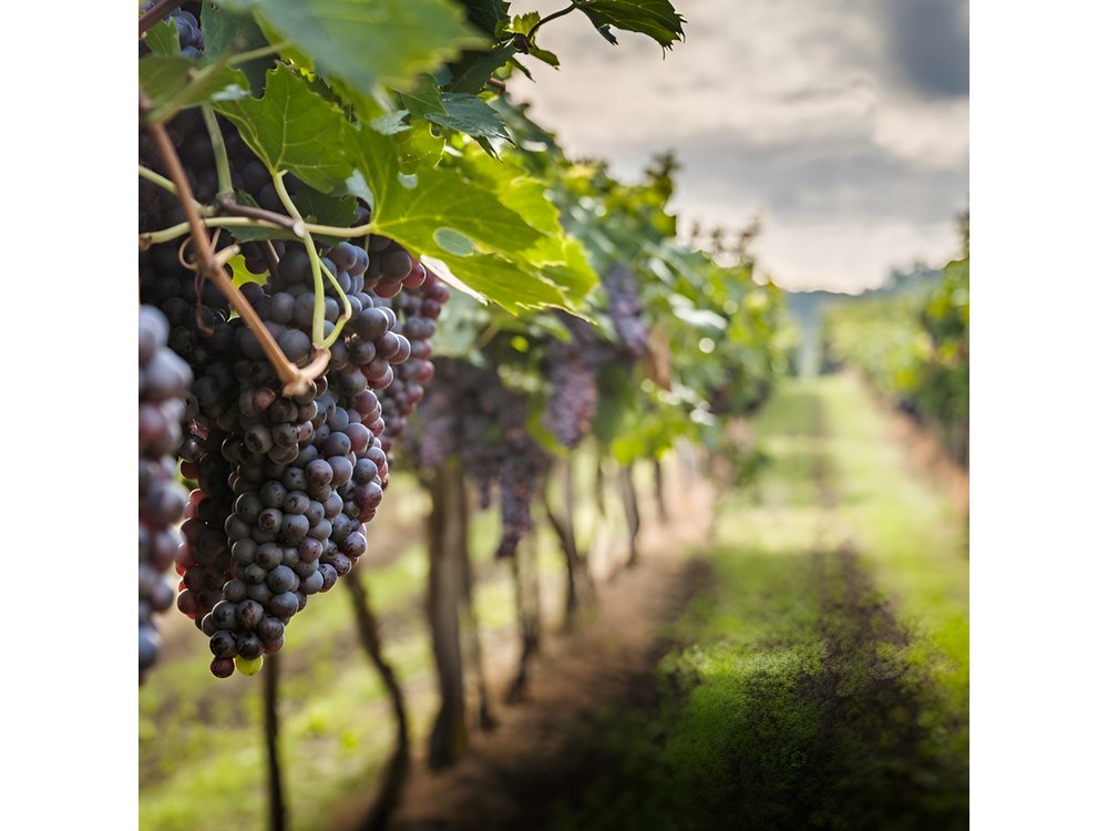 Private Chianti Wine Tasting from Florence, Half Day Experience