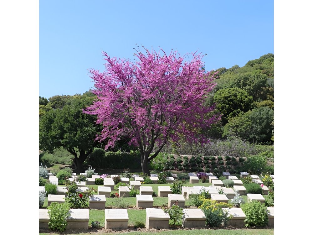 2-Day Gallipoli and Troy Tour from Istanbul and return
