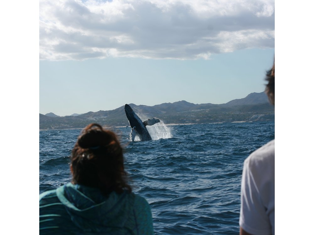 Whale Watching Group Tour in San Jose del Cabo