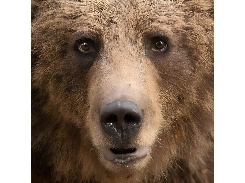 Bearwatching Hiking Day Tour in High Tatras from Poprad
