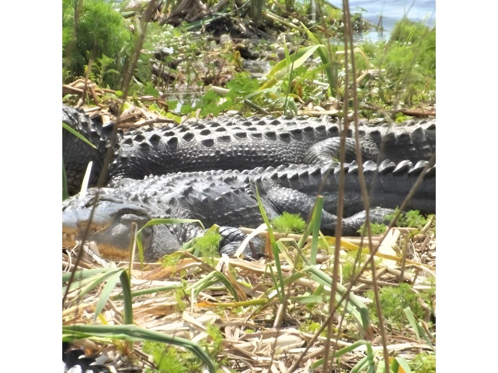 2-Hour Guided Segway Tour of Huntington Beach State Park in Myrtle Beach