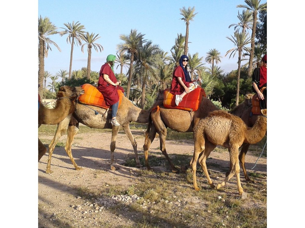 1-Hour Camel Ride in La Palmeraie Marrakech with Hotel Pick up
