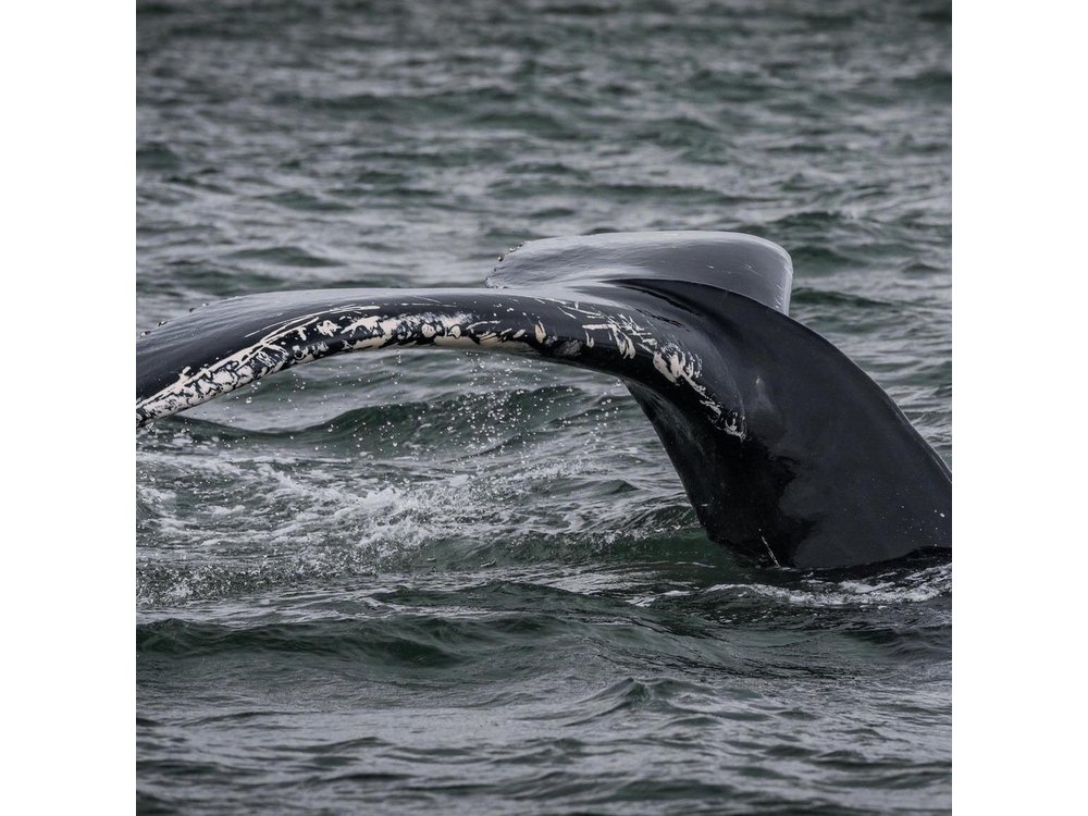 Icelandic Horse Riding and Whale Watching Tour from Reykjavik