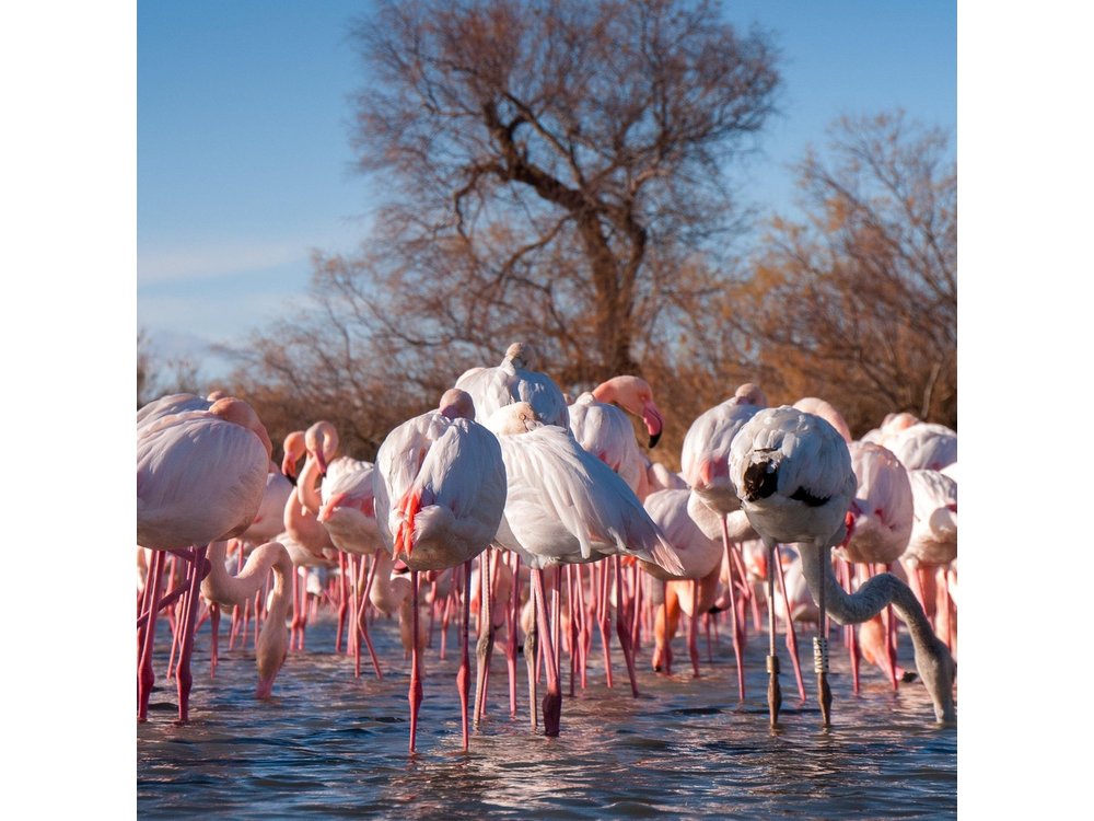 Camargue Small-Group Day Trip from Avignon