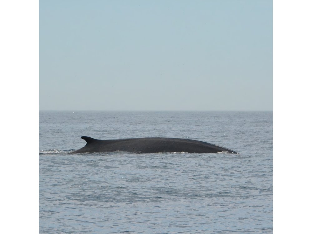 8-Hour Whale Watching in Barcelona