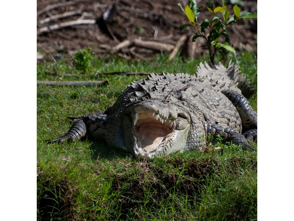 Carara National Park and Tárcoles River Tour from San José