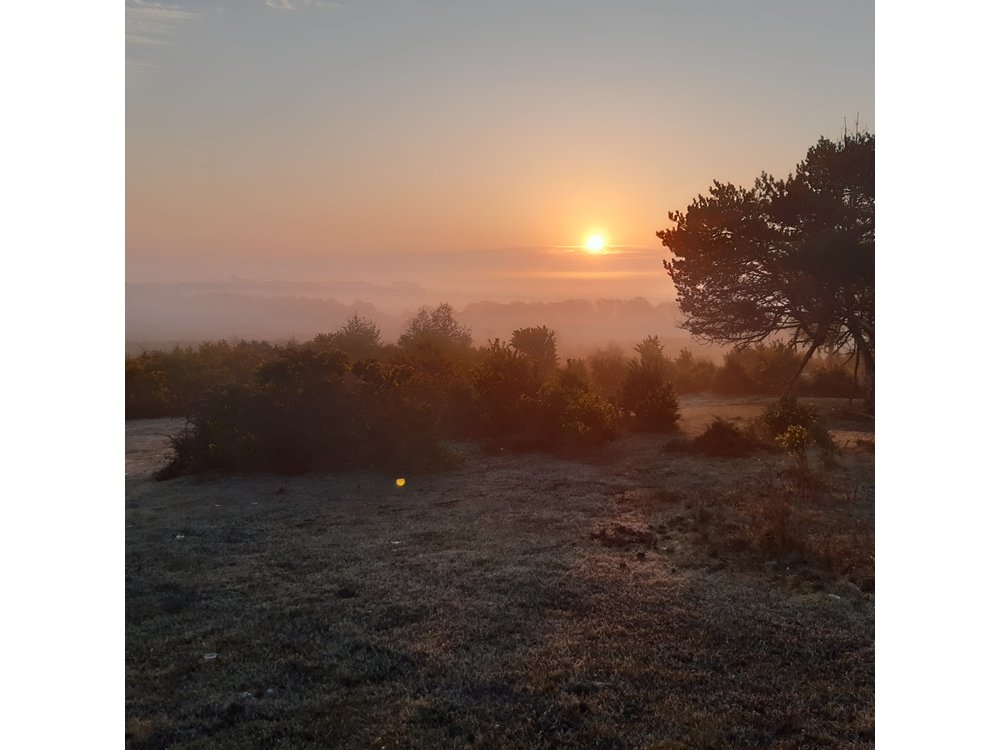 Guided Walking Tour of New Forest National Park in Hampshire