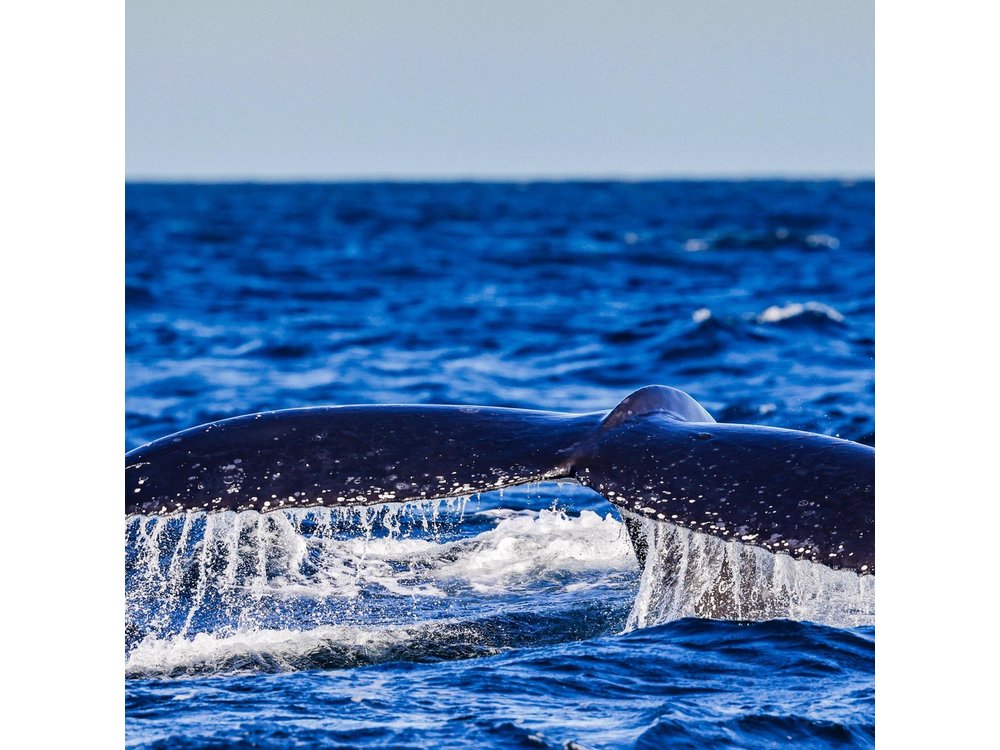Swim with Whales Gold Coast