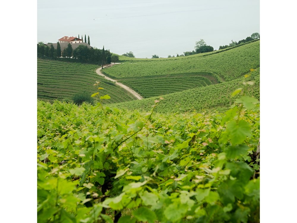 Private Basque Cheese & Txakoli Wine Tour from San Sebastian