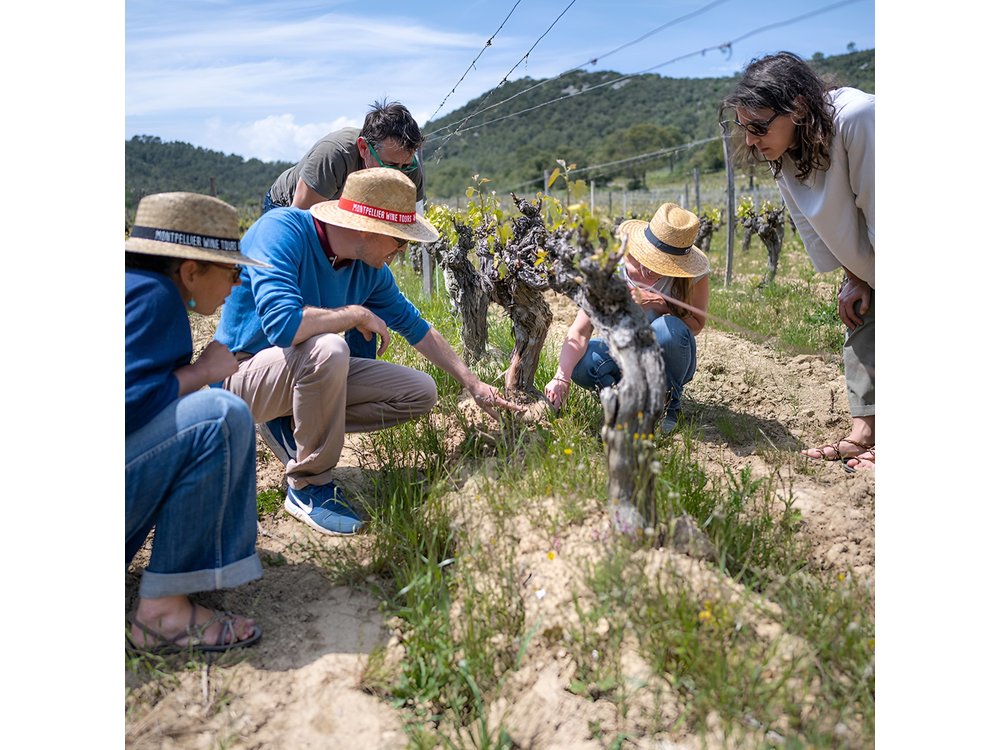 Private Pic Saint Loup Wine and Olive Tour from Montpellier