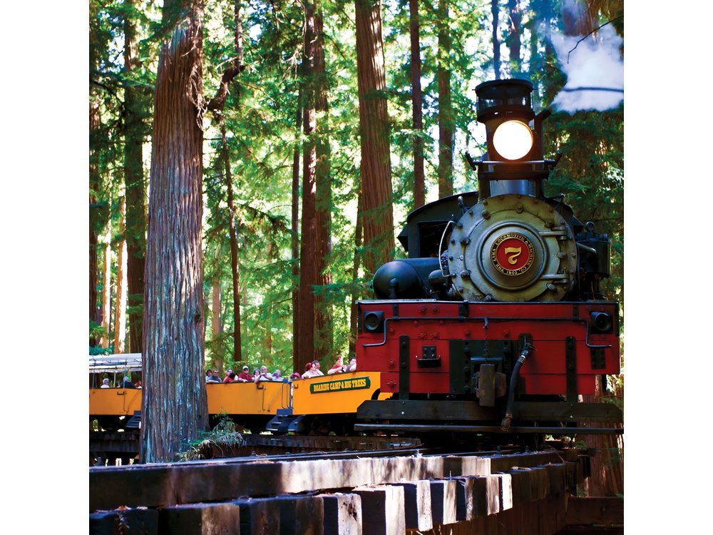 Redwood Forest, Santa Cruz Harbor 1-Day Trip from San Francisco