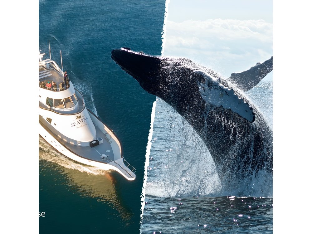 Whale Watching Cruise on a Yacht in Reykjavik